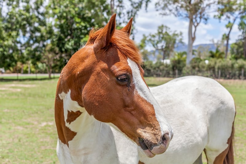 Horseback Riding